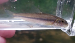 Phenacobius mirabilis