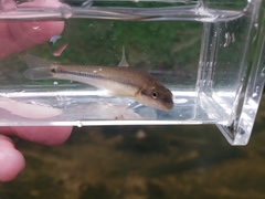 Phenacobius mirabilis