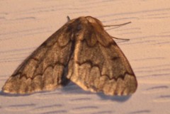 Nepytia pellucidaria