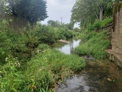 Phenacobius mirabilis