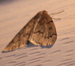 Nepytia pellucidaria