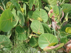 Coccoloba uvifera
