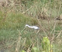 Egretta caerulea