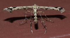 Amblyptilia pica