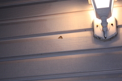 Nepytia pellucidaria