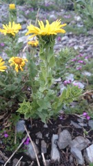 Grindelia greenmanii