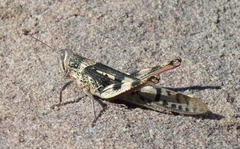Austracris basalis
