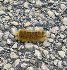 Halysidota tessellaris