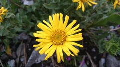 Grindelia greenmanii