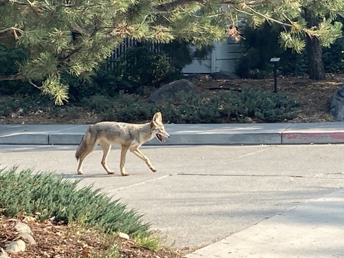 Coyote photographed in Nevada