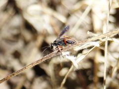 Episyron conterminus cressoni