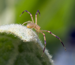 Misumessus dicaprioi