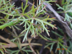 Ranunculus inundatus