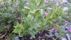 Grindelia greenmanii
