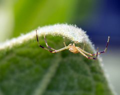 Misumessus dicaprioi
