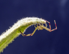 Misumessus dicaprioi