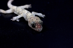 Hemidactylus mabouia