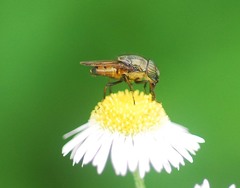 Stomorhina obsoleta