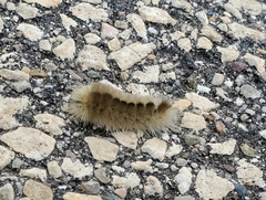 Halysidota tessellaris