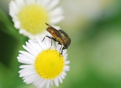 Stomorhina obsoleta