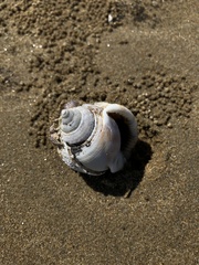 Phalium flammiferum