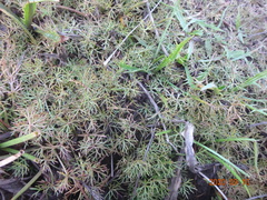 Ranunculus inundatus