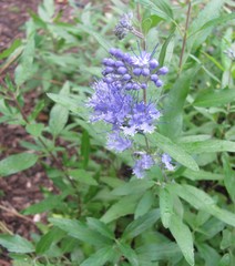 Caryopteris × clandonensis