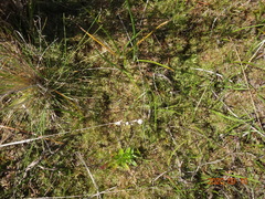 Ranunculus inundatus