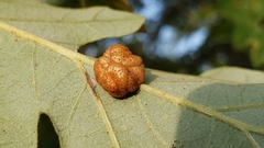Andricus nigricens