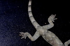 Hemidactylus mabouia