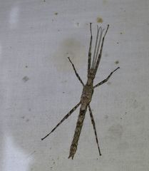 Xeroderus kirbyi