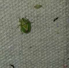 Cyptocephala elegans