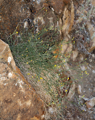 Perityle megalocephala