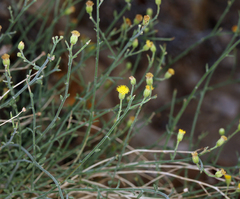 Perityle megalocephala