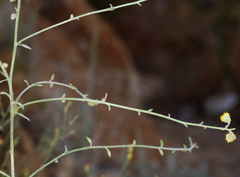 Perityle megalocephala