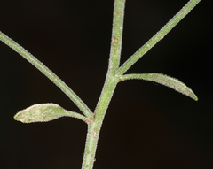 Perityle megalocephala