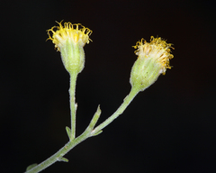 Perityle megalocephala