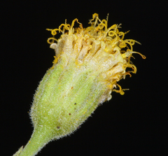 Perityle megalocephala