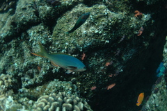 Cephalopholis colonus
