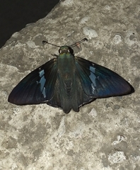 Astraptes janeira