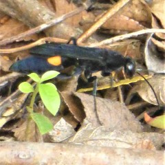 Psorthaspis brimleyi