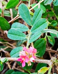 Indigofera miniata