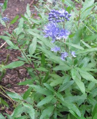 Caryopteris × clandonensis