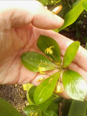 Pittosporum roimata