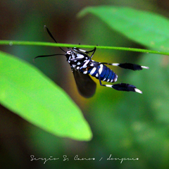 Horama plumipes