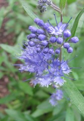 Caryopteris × clandonensis