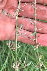 Atriplex longipes