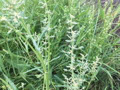 Atriplex longipes