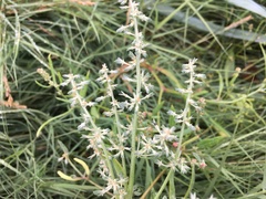 Atriplex longipes