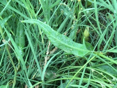 Atriplex longipes